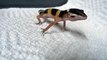 Ce bébé lézard Gecko a un cri impressionnant. Ecoutez...