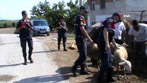 Antalya'da hayvan hırsızları jandarmadan kaçamadı