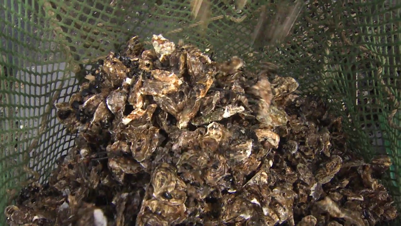제철 맞은 '남해안 굴' 본격 수확 / YTN