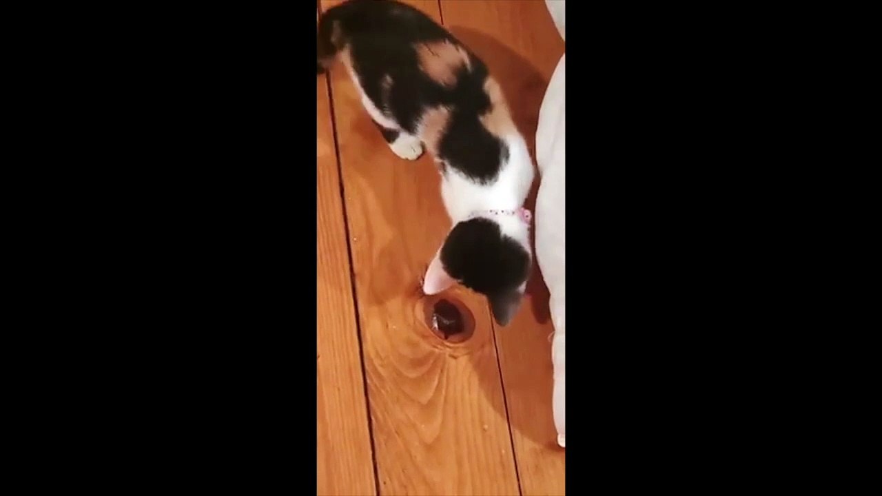 Ce chat se bat avec... une noeud de bois dans le parquet 