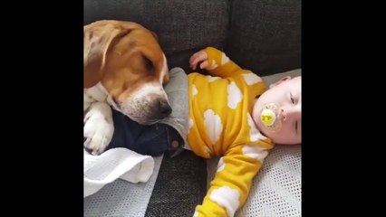 Sieste d'un chien.. sur un bébé ! Vous allez craquer pour ces deux là !