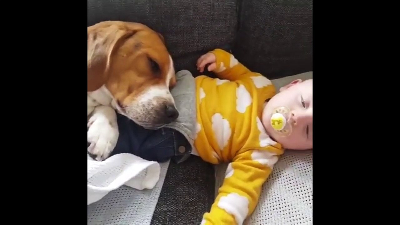 Sieste d'un chien.. sur un bébé ! Vous allez craquer pour ces deux là !