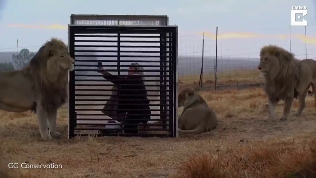 Ils photographient des lions depuis une cage en Plexiglas... experience incroyable