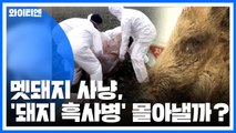 [팩트와이] 군 저격수까지 동원한 멧돼지 사냥, '돼지 흑사병' 몰아낼까? / YTN