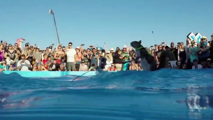 ¡13 Animales Más Talentosos del Mundo!