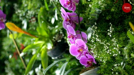 A visit to The Orchid Show at Bengaluru's Lalbagh Gardens
