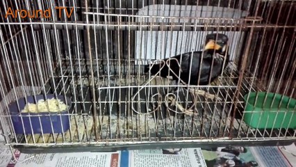 ময়না পাখির কথা বলা   Lokkho takar Moyna pakhi kie bolei