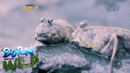 Born to Be Wild: Discovering ‘tustusak’ or mudskipper in the city