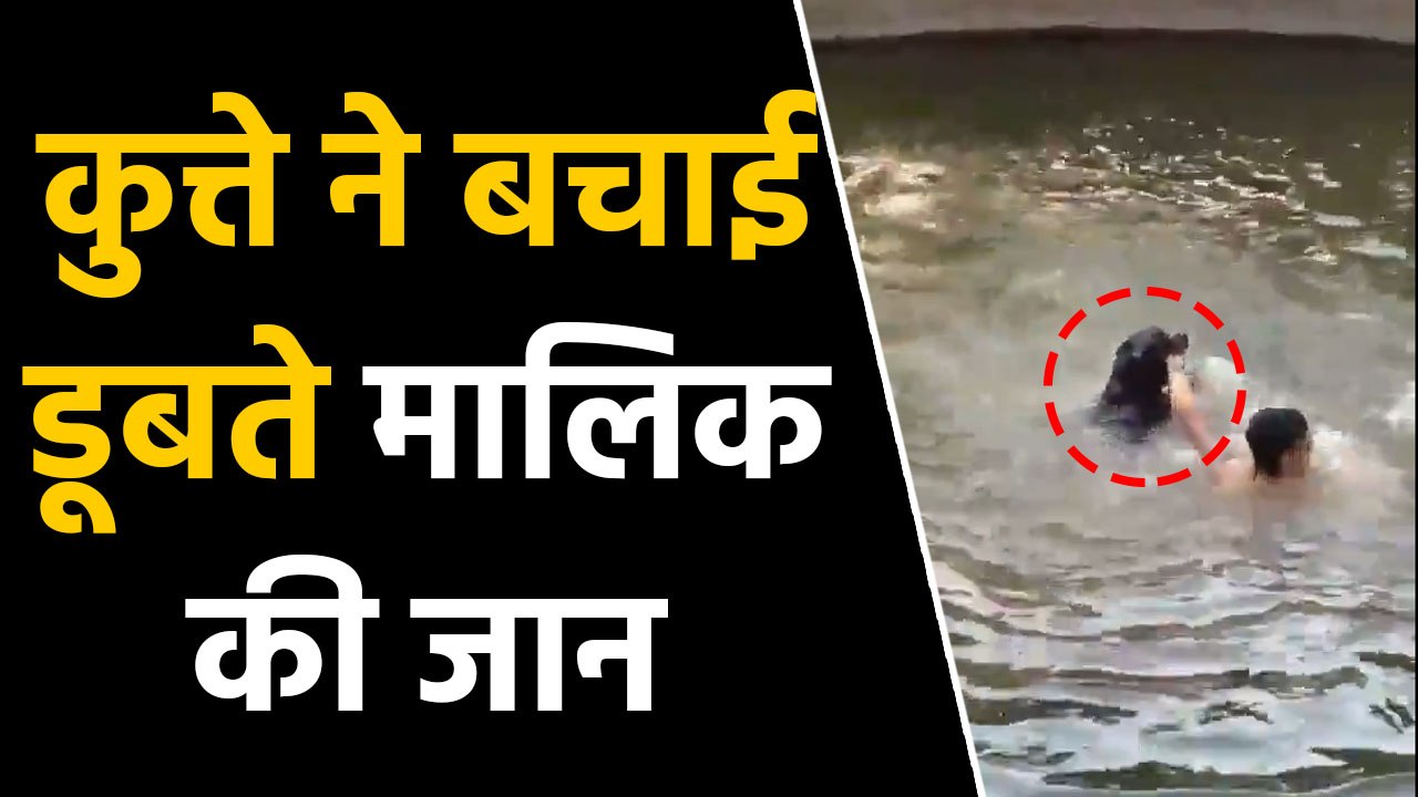 Viral Video में देखिए कैसे कुत्ते ने बचाई पानी...