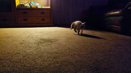 Kitten zoomies