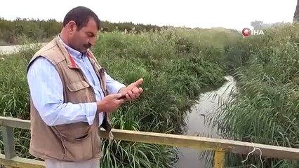 Bursadaki Balık Ölümleri Devam Ediyor