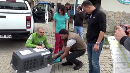 Tedavisi tamamlanan yaralı akbaba ülkesine teslim edildi