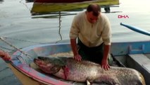 Bursa iznik'te balıkçının ağına 80 kiloluk yayın balığı takıldı