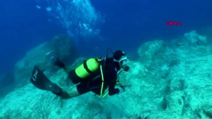 Antalya körfezi'nde 'şeytan vatozu' ilk kez görüldü