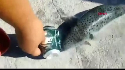 Balon balığı tehlikesi karadeniz'de