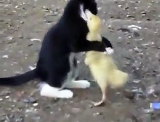 Kedi ve ördek yavrusunun sevimli halleri