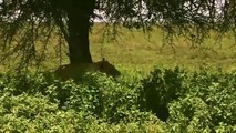 Amazing Baby Wildebeest Treats Lioness Like Mom and The Unexpected - Lion Hunting