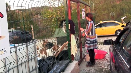 Köpeklerin mutlu olduğu köy - KASTAMONU