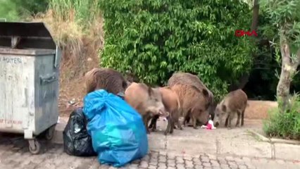 Muğla domuz sürüsü güpegündüz ilçe merkezine indi