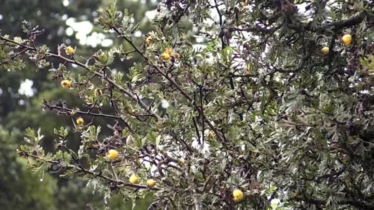 Doğal ilaç dağ meyvesi: "Alıç"