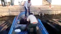 İznik Gölü'nde 2 metre boyunda 65 kilo ağırlığında dev yayın balığı yakalandı