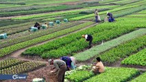 الزراعة في سوريا من الاكتفاء الذاتي إلى العوز الحاد.