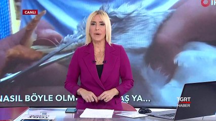 Martının Ayaklarını ve Gagasını Bağladılar