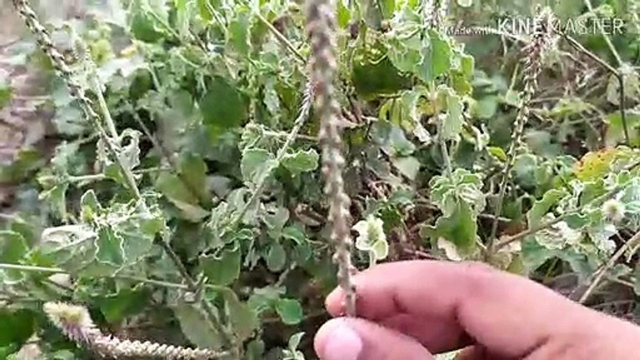 अपामार्ग के फायदे जानकर आप हैरान हो जाओगे