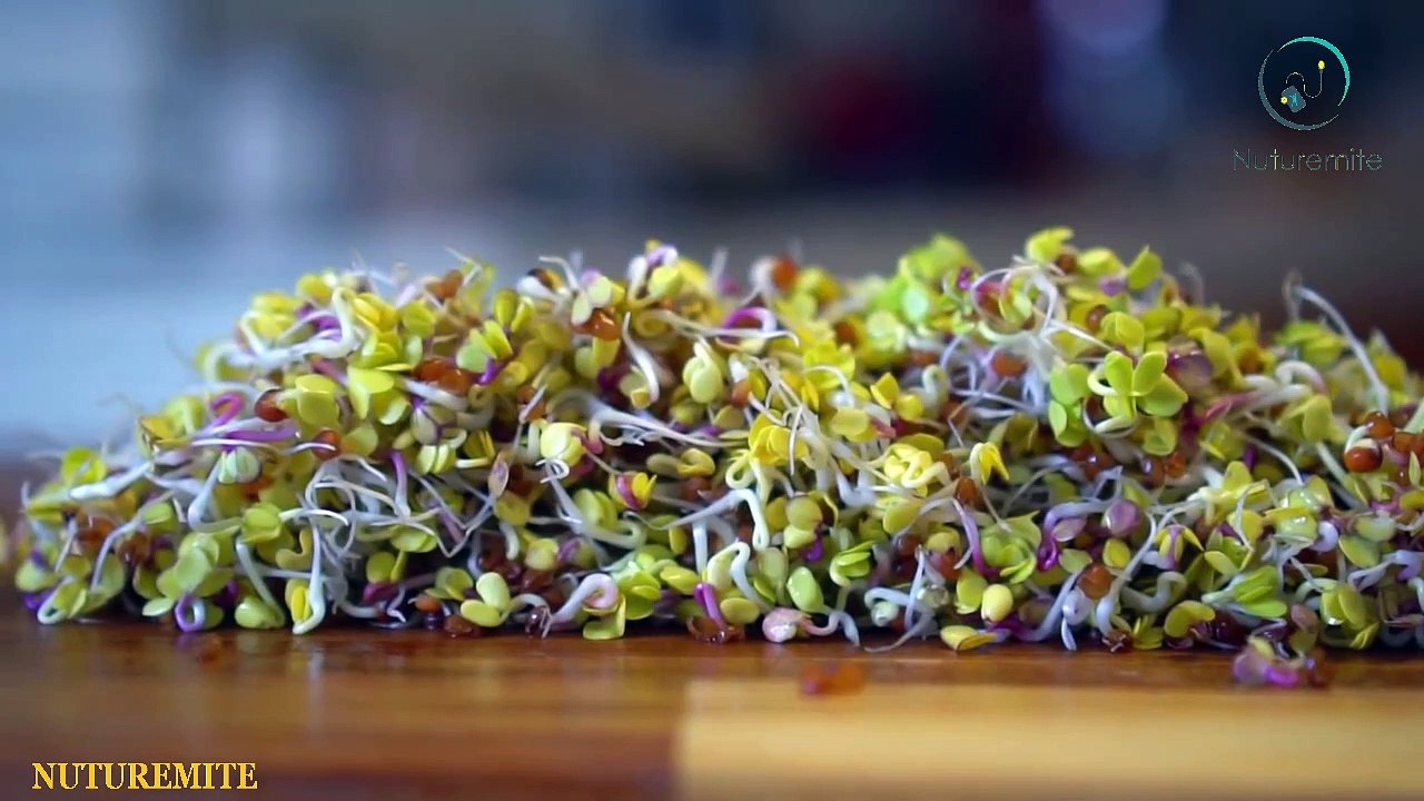 beansprouts benefits,side effects and fun facts: Nuturemite English