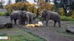 Here's What Happens When Elephants Encounter Pumpkins