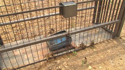 파주·연천·철원에 멧돼지 철조망 9곳 설치 / YTN