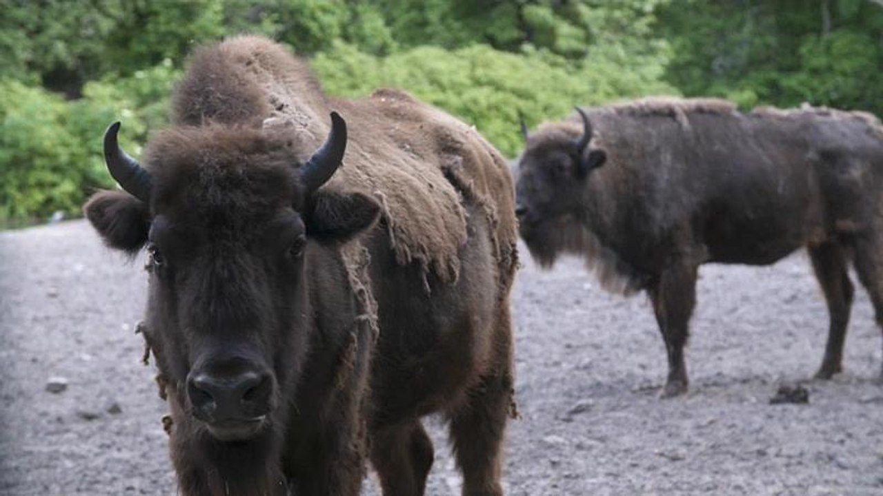Des bisons réintroduits en Azerbaïdjan pour la sauvegarde de l'espèce