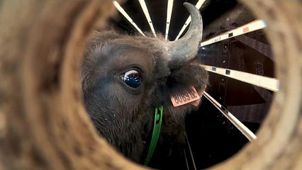 Reintrodução de bisontes na Europa