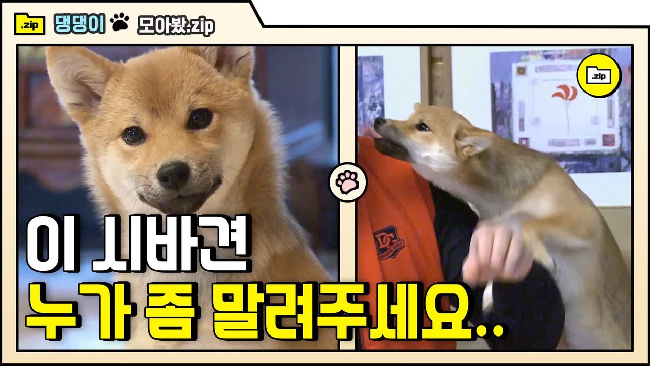 [#모아봤zip] 귀여운 외모에 그렇지 못한 이름 시ㅂ...아니 아이고 명수야 | #대화가필요한개냥 | #Diggle