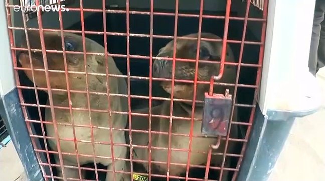 فيديو: إنقاذ 6 فقمات صغيرة وإعادتها إلى المحيط في بيرو