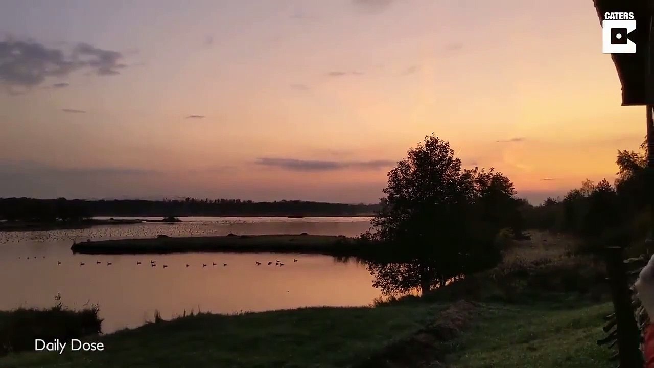 Un vol d'oies sauvages incroyable... Elles sont des milliers