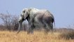 Ils ont filmé le plus vieil éléphant du Etosha National Park