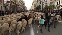 Sheep take over streets of Madrid for annual migration