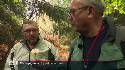 Champignons : un mois d'octobre généreux pour les cueilleurs