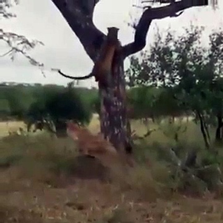 Leopard's dramatic escape from hyena attack captured on camera. Video is viral
