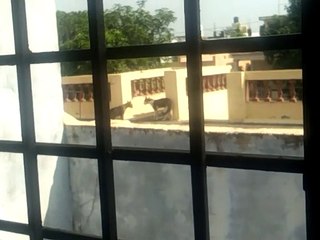 Cat Talking each other