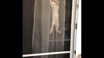 Ce chat grimpe la fenêtre comme Spiderman !