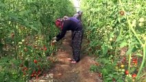 Antalyada güz dönemi domates hasadı başladı