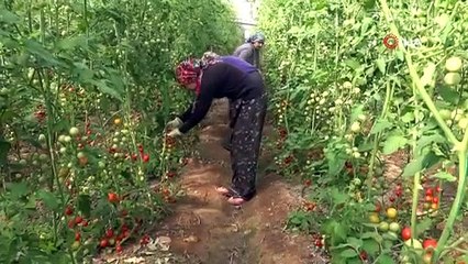 Antalyada güz dönemi domates hasadı başladı