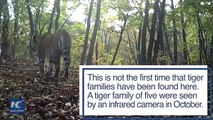 Buenas noticias: Cámaras captan en China a tres tigres en peligro de extinción con crías