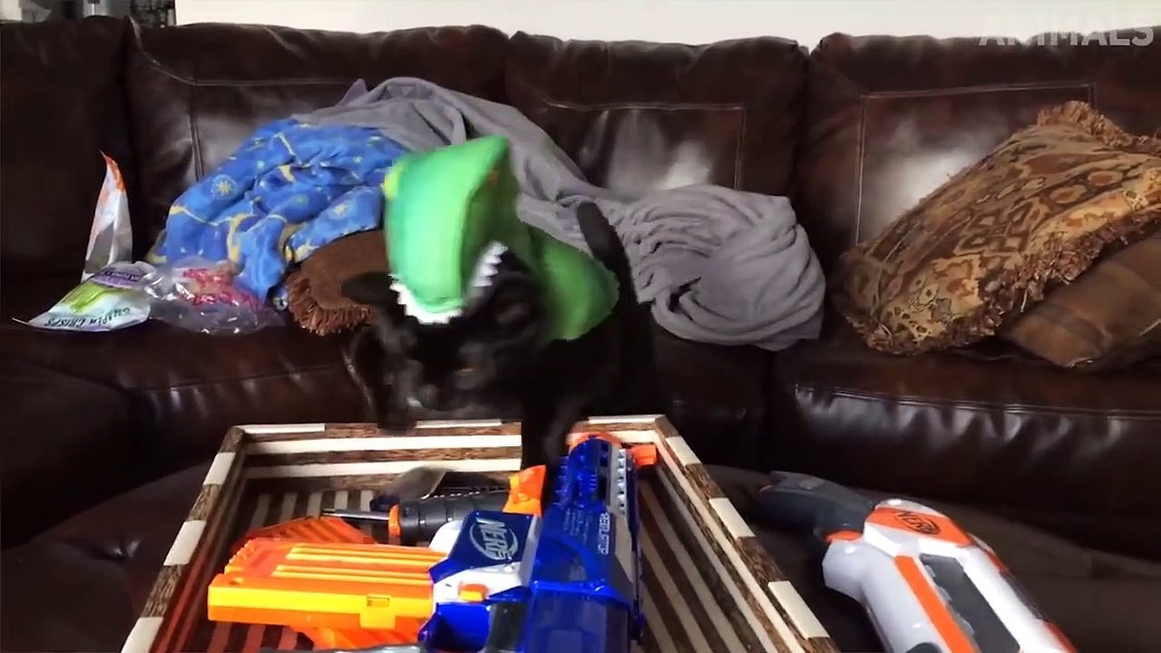 TRY NOT TO LAUGH - Funny Animals Video 2019 - Nothing To See Here - Life Awesome