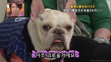 38★[미루코] 암에 걸린 불독