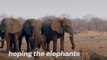 This female elephant is the most persevering hero Ive ever seen - Naturee Wildlife