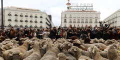 Las ovejas 'se hacen con las calles' del corazón de Madrid