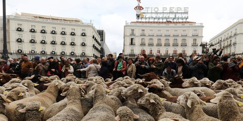 Скачать видео: Las ovejas 'se hacen con las calles' del corazón de Madrid